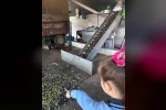 Minikler zeytinin ağaçtan sofraya uzanan serüvenini uygulamalı öğrendi