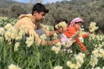 Mis kokulu nergis bilime de ilham kaynağı oluyor