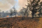 Muğla Büyükşehir İtfaiyesi Milas ve Köyceğiz’de alevlerle mücadele ediyor