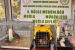 Muğla’da CİMER’e yapılan şikayet, kaçak hayvan ticaretini ele verdi
