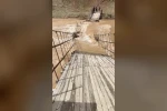 Munzur Nehri taştı, asma köprü çöktü 