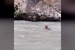 Munzur Nehri’ni geçmeye çalışan ayının mücadelesi kamerada