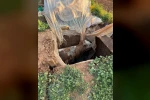 Muş’ta foseptik çukuruna düşen ineği itfaiye ekipleri kurtardı