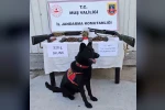 Muş’ta jandarmadan uyuşturucu ve silah operasyonu