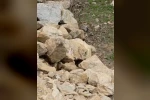 Muş’ta nadir görülen beyaz sansar görüntülendi