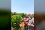 Narenciye bahçelerinde faydalı böcek salımı yapıldı 