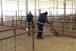 Nazilli Hayvan Pazarı 7 ay sonra yeniden açılıyor