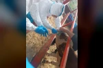 Nazilli’de şap hastalığıyla mücadele sürüyor