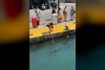Nesli tehlike altındaki balığı limanda zıpkınla vurdular