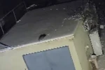 Nesli tükenme tehlikesi altında olan sansar görüntülendi