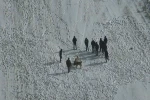 Nevşehir’de köpek dövüşüne jandarma baskını