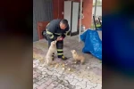 Niğde’de baraj taşkınında mahsur kalan 2 yavru köpek itfaiye ekiplerince kurtarıldı 