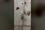 Nusaybin’de yorgun mermiler ev, araç ve iş yerlerine isabet etti