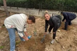 Okul bahçesine 60 zeytin fidanı dikildi 