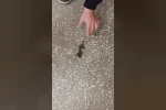 Okul koridorunda yılan paniği 