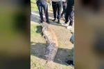 Oltaya takılan 50 kiloluk dev balık şaşırttı