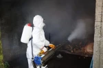 Ordu’da kahverengi kokarcaya karşı 300 binden fazla kışlak ilaçlanıyor