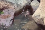 Ordu’da kayalıkların arasında avlanan su samuru görüntülendi