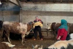 Ordu’da kurbanlık hayvan pazarlarında hareketlilik başladı