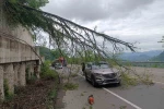 Ordu’da seyir halindeki aracın üzerine ağaç devrildi