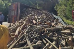 Ordu’da tomruk kamyonu devrildi: 21 ton tomruk yola saçıldı