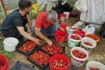 Organik çilek üreticileri pazar için destek bekliyor