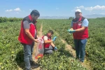 Organik domates üretimine kalıntı denetimi