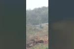 Orhaneli yolunda ayı paniği kamerada