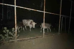 Orman yangınının tehdit ettiği mahallede hayvanlar için halı saha güvenli alan oldu