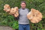Ormanda 3 kiloluk dev mantarlar buldu