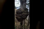Ormanın kalbindeki ağaç yumrusu görenleri hayrete düşürdü