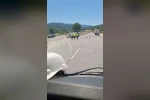 Orta refüje saplanan iki araç bariyerlerin arasında sıkıştı