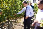 Osmancık karası üzümü tescillendi