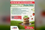 Osmangazi Belediyesi yüzde 50 hibeli çilek fidesi dağıtacak
