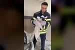 Osmaniye’de araç motoruna sıkışan kedi kurtarıldı