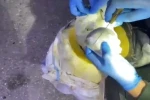Osmaniye’de bal kabağından uyuşturucu çıktı