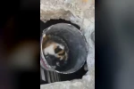 Osmaniye’de balyozla genişletilen kuyudan yavru kedi kurtarıldı