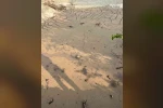 Osmaniye’de çamura saplanan kaplumbağayı itfaiye kurtardı