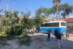 Osmaniye’de çınar ağacı, halk otobüsünün üzerine düştü: Saniyelerle kurtuldu