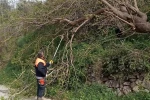 Osmaniye’de fırtına etkili oldu, devrilen ağaçlar yolları kapattı