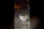 Osmaniye’de meraklı tilki, Osmaniye kömbesini geri çevirmedi
