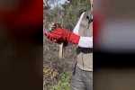 Osmaniye’de tedavileri tamamlanan şahinler, doğaya kanat çırptı