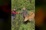 Osmaniye’de uçuruma düşen düve 5 saatlik operasyonla kurtarıldı