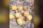 Otluk alanda çıkan yangın kuş yuvalarına zarar verdi