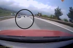 Otobanda yola fırlayan angus korku dolu anlar yaşattı