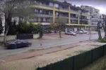 Otomobilin çarpmasıyla ölen kedinin yavrusu başından ayrılmadı