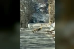 Ovacık yolunda dağ keçisi sürüsü yolu kapladı