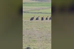 Özalp ilçesinde kızıl akbaba sürüsü görüldü