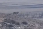 Özalp’te sürüye saldırmak için fırsat kollayan kurtlar görüntülendi