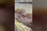 Palu’da balıkçının karşısına ayı ve yavrusu çıktı